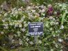 Allium acuminatum