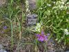 Allium sanbornii