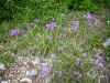 Allium unifolium