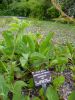 Anemopsis californica