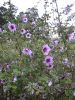 Lavatera maritima