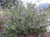 Lavatera maritima