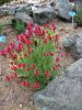 Linaria reticulata<br>'Flamenco'