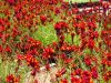 Linaria reticulata 'Velvet Red'