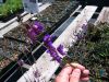 Linaria triornithophora 'Three Birds Flying'