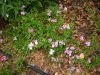 Nemesia capensis