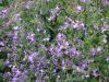 Nerisyrenia camporum