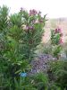 Nerium oleander