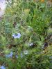 Nigella damascena