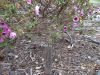 Anisodontea 'Down Under'