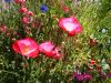 Papaver sp.