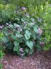 Pelargonium cordatum