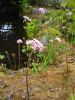 Peltiphyllum peltatum