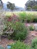 Penstemon 'Blackbird'