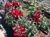Antirrhinum majus 'Night and Day'
