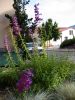 Penstemon var.