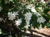 Philadelphus lewisii