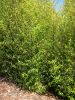 Phyllostachys nigra