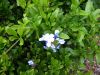 Plumbago auriculata 'Imperial Blue'