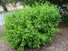 Plumbago auriculata 'Imperial Blue'