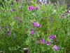 Polygala dalmaisiana