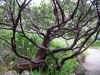 Arctostaphylos regis-montana