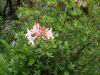 Rhododendron occidentale