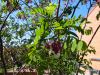 Robinia psuedoacacia 'Purple Robe'