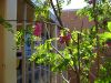 Robinia psuedoacacia 'Purple Robe'