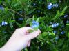 Sollya heterophylla