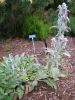 Stachys byzantina 'Silver Carpet'