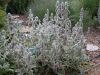 Stachys byzantina 'Silver Carpet'