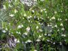 Styrax officinalis