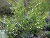 Styrax officinalis