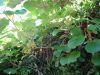 Actinidia deliciosa