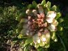 artichoke