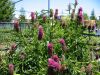 Trifolium rubens