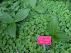 Veratrum fimbriatum
