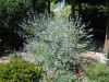Verbena canadiensis