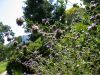 Verbena canadiensis