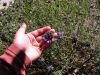 Verbena canadiensis