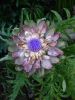 artichoke