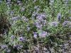 Verbena canadiensis