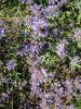 Verbena canadiensis