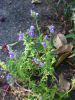 viola sp.