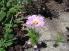 zinnia var.