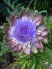 artichoke
