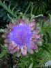 artichoke