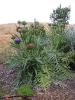 artichoke