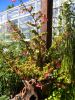 Begonia fuchsiodes